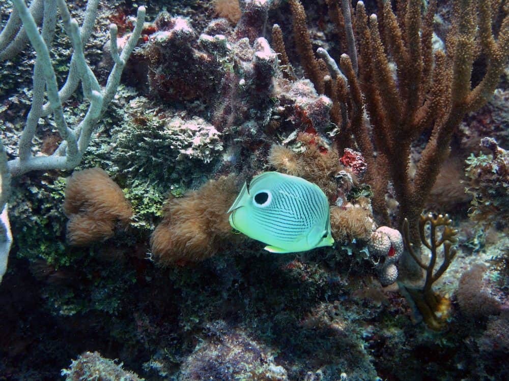 15 Must-Visit Stunning Destinations in Puerto Rico: Beaches, Forests, and Historic Wonders