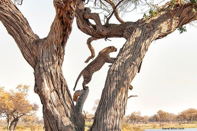 Top 10 Most Beautiful Places to Visit in Botswana for Unforgettable Safaris