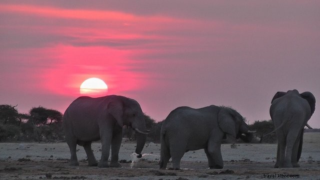 Top 10 Most Beautiful Places to Visit in Botswana for Unforgettable Safaris
