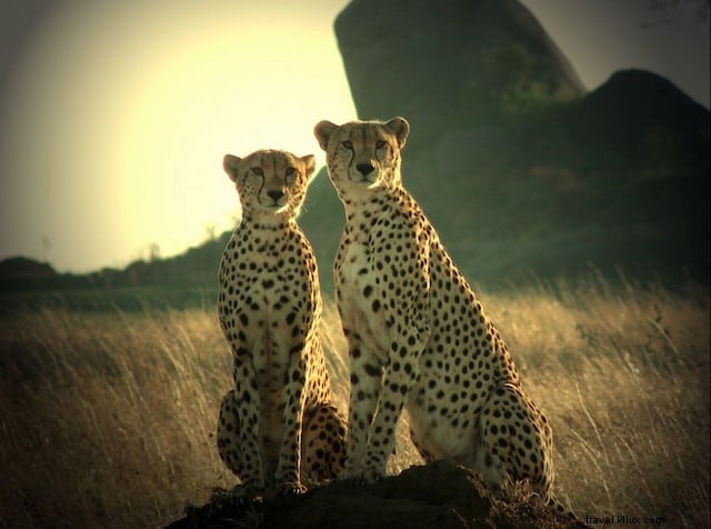 10 Most Stunning Places to Visit in Tanzania: Safaris, Beaches, and Mountains