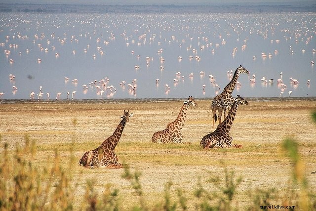 10 Most Stunning Places to Visit in Tanzania: Safaris, Beaches, and Mountains