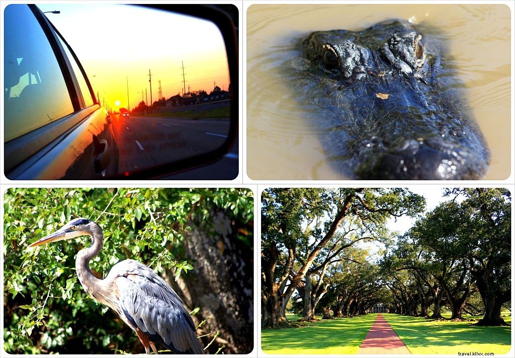 Best Day Trips from New Orleans: Bayou Adventures, Alligator Encounters, and Historic Plantations