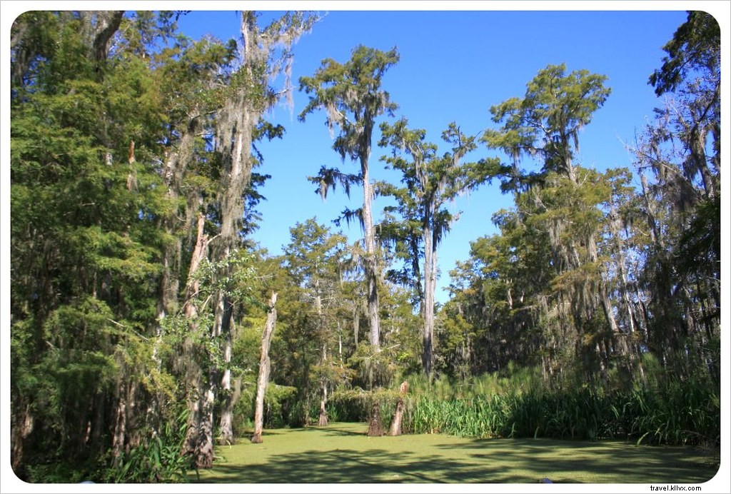 Best Day Trips from New Orleans: Bayou Adventures, Alligator Encounters, and Historic Plantations