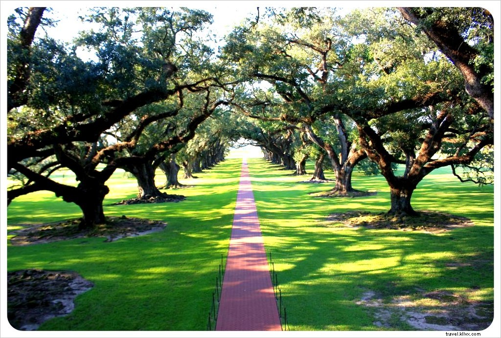 Best Day Trips from New Orleans: Bayou Adventures, Alligator Encounters, and Historic Plantations
