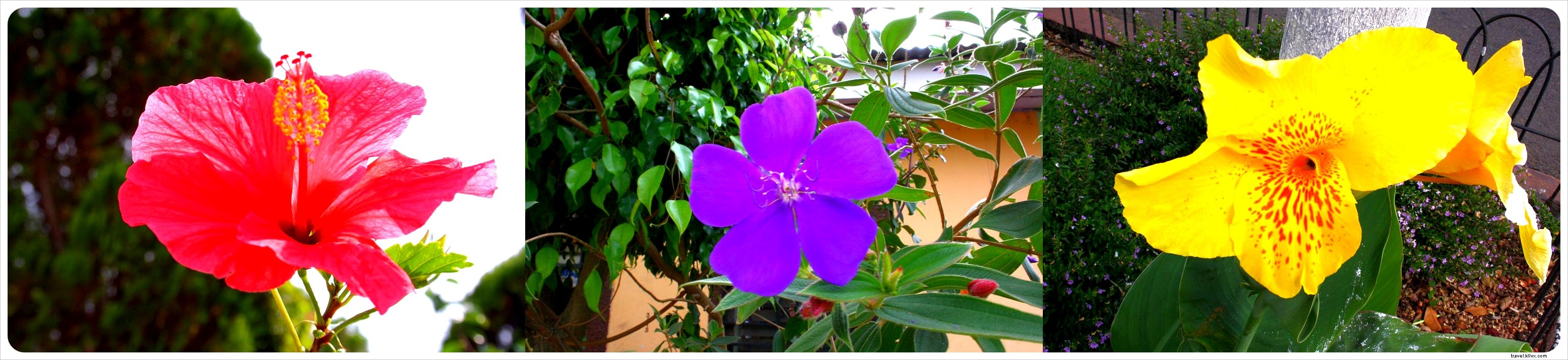 Beyond El Salvador s Beaches: Discover the Enchanting Ruta de las Flores