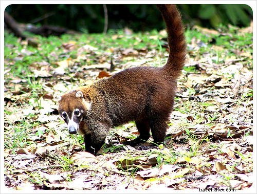 Top 5 Must-Do Activities in Panama City, Panama: Canal, Jungle, and Beaches