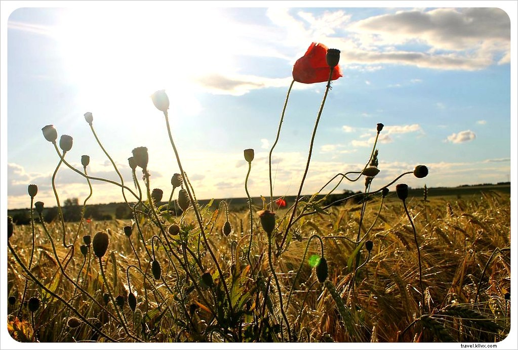 Budget Travel in Germany: Affordable Trains, Buses, Carpooling & Insider Tips