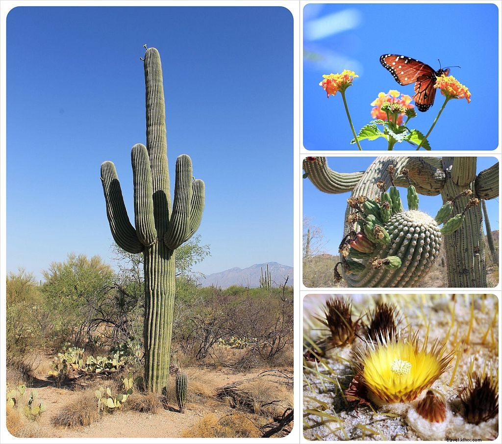 Ultimate Tucson Travel Guide: Top Attractions, Day Trips, Dining & Hotels