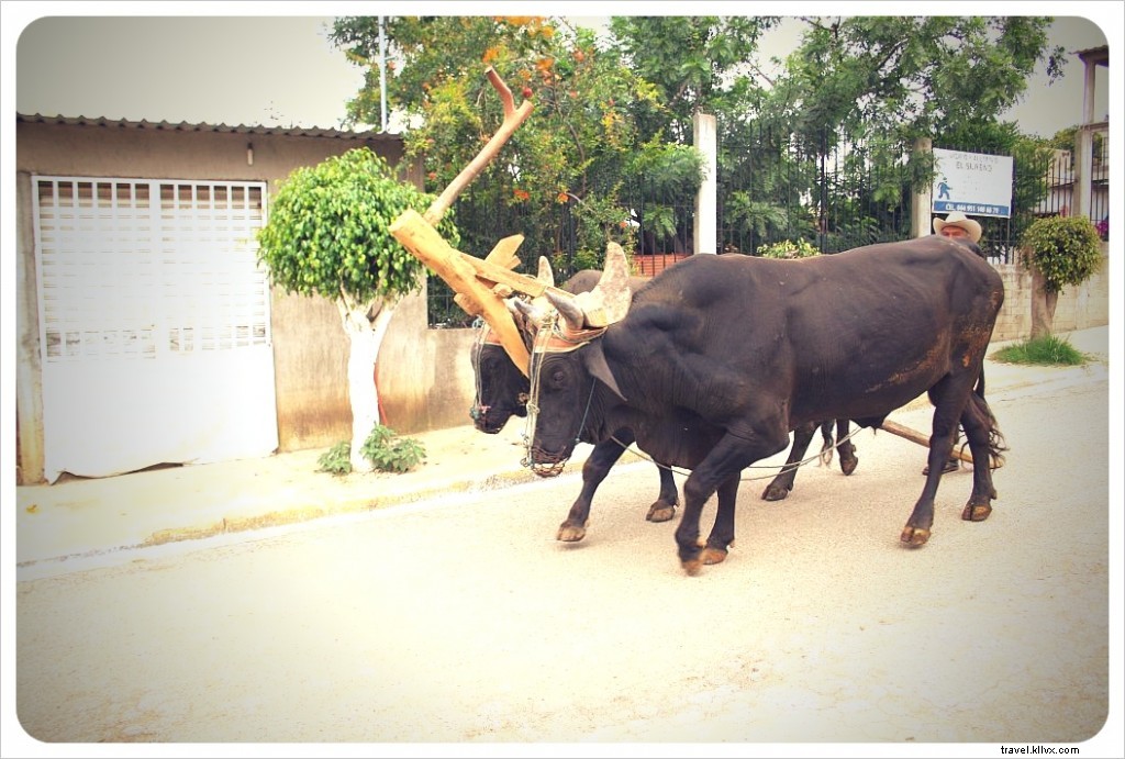 33 Reasons I Love Mexico: Insights from 9 Months of Travel