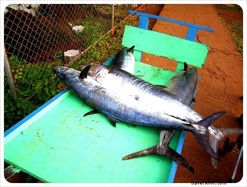 Big Corn Island vs. Little Corn Island: Nicaragua s Caribbean Gems Compared