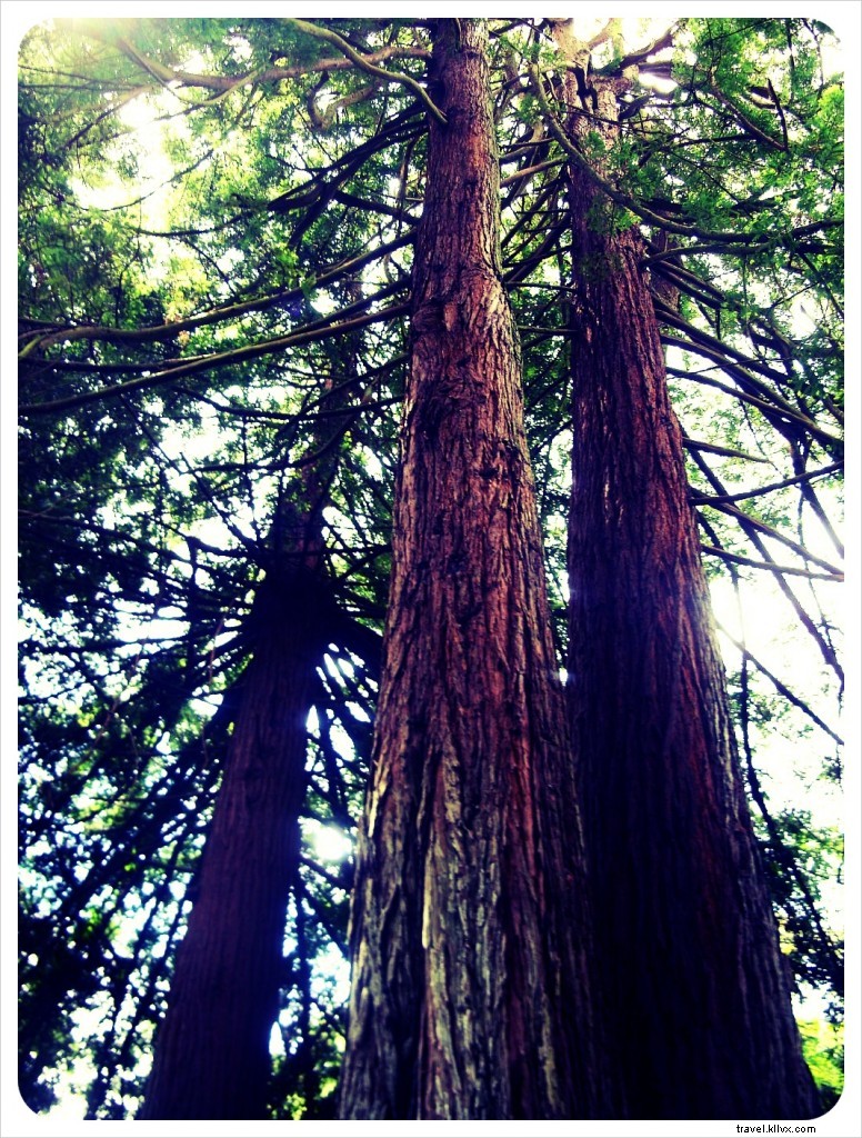 Golden Gate Park: San Francisco s Largest Urban Oasis and Must-See Attraction