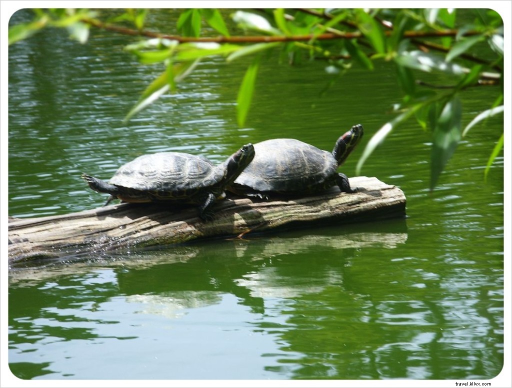 Golden Gate Park: San Francisco s Largest Urban Oasis and Must-See Attraction