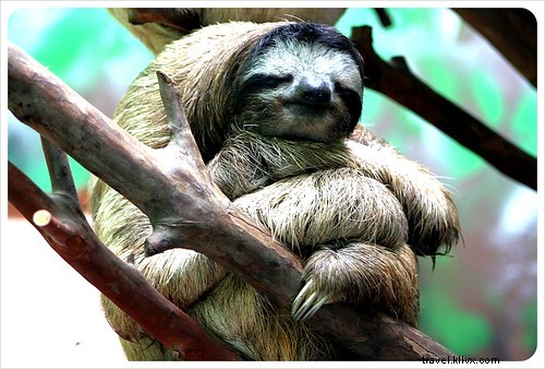 33 Unforgettable Reasons We Love Costa Rica: Beaches, Wildlife & Pura Vida