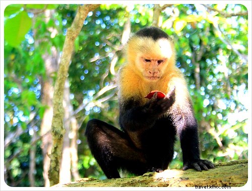 33 Unforgettable Reasons We Love Costa Rica: Beaches, Wildlife & Pura Vida