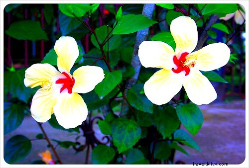 33 Unforgettable Reasons We Love Costa Rica: Beaches, Wildlife & Pura Vida