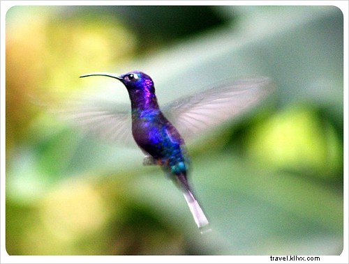 33 Unforgettable Reasons We Love Costa Rica: Beaches, Wildlife & Pura Vida