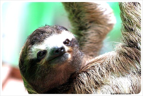 From Creepy to Cute: Visiting the Monteverde Sloth Sanctuary in Costa Rica
