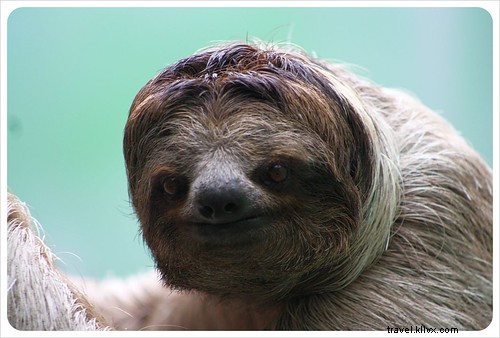 From Creepy to Cute: Visiting the Monteverde Sloth Sanctuary in Costa Rica