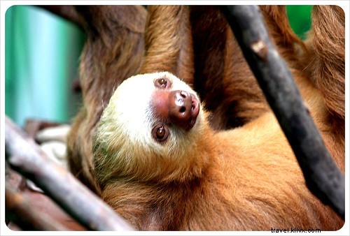 From Creepy to Cute: Visiting the Monteverde Sloth Sanctuary in Costa Rica