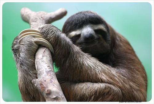 From Creepy to Cute: Visiting the Monteverde Sloth Sanctuary in Costa Rica