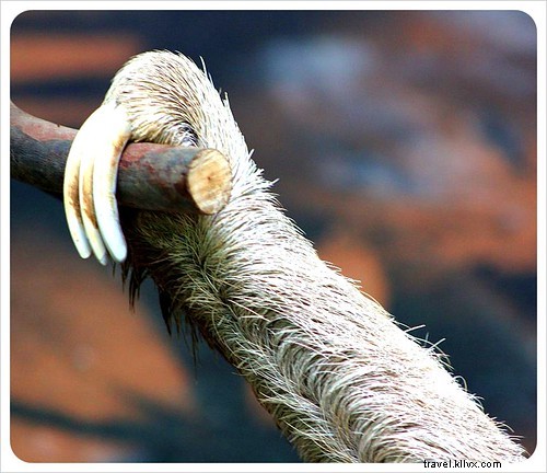 From Creepy to Cute: Visiting the Monteverde Sloth Sanctuary in Costa Rica