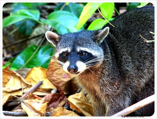 Manuel Antonio vs. Cahuita: Comparing Costa Rica s Premier National Parks