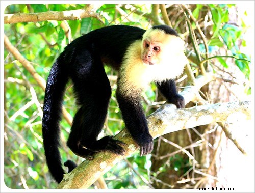 Manuel Antonio vs. Cahuita: Comparing Costa Rica s Premier National Parks