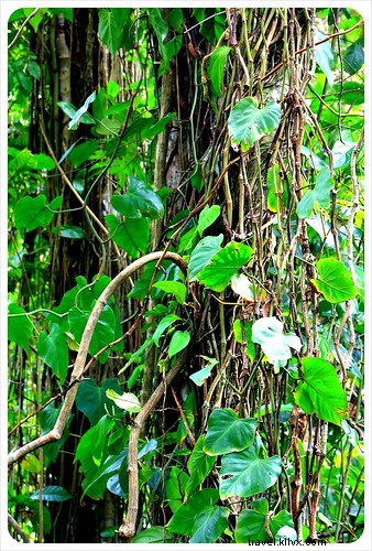 Manuel Antonio vs. Cahuita: Comparing Costa Rica s Premier National Parks