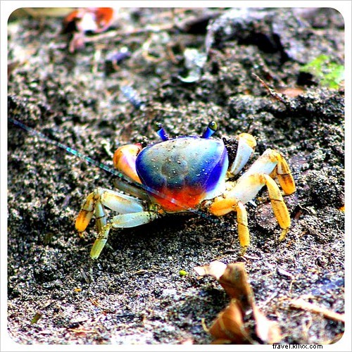 Manuel Antonio vs. Cahuita: Comparing Costa Rica s Premier National Parks