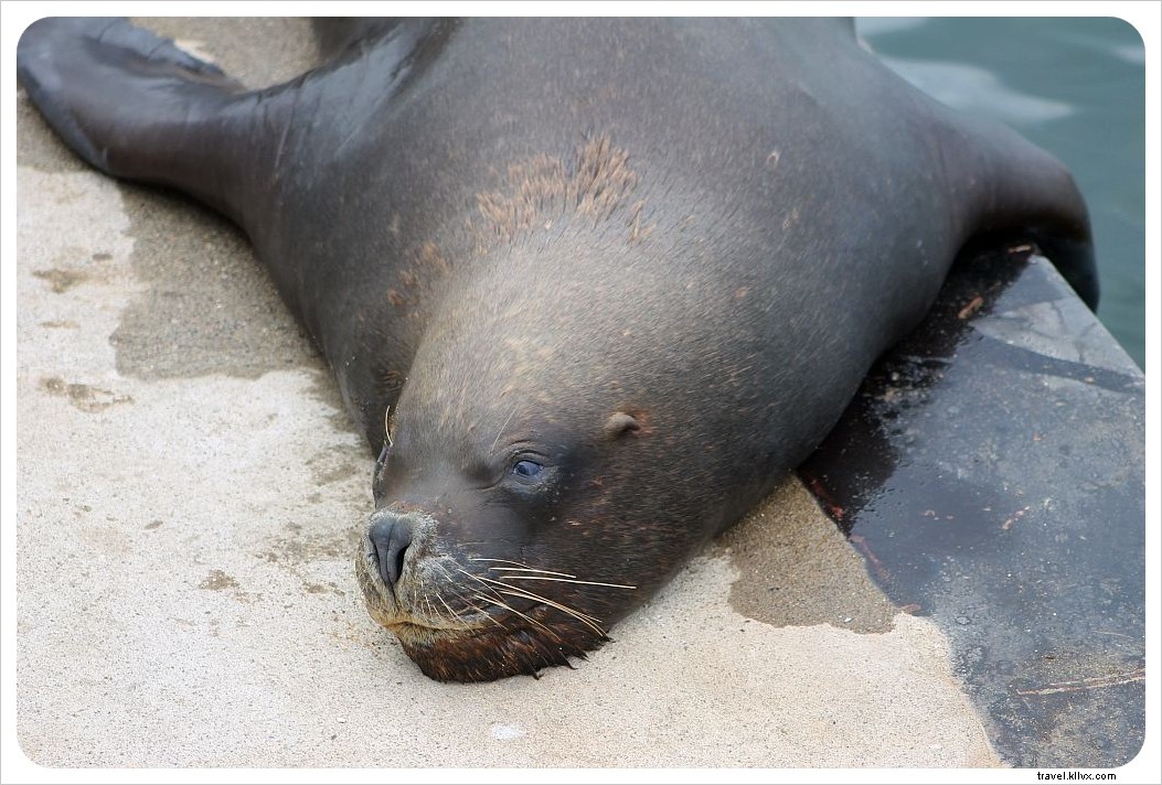 Discover Valdivia s Authentic Charm: A Hidden Gem in Southern Chile