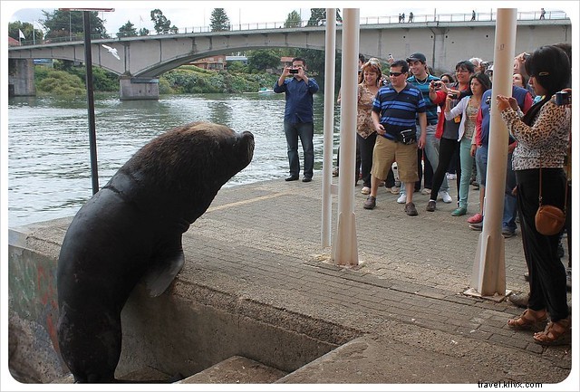 Discover Valdivia s Authentic Charm: A Hidden Gem in Southern Chile