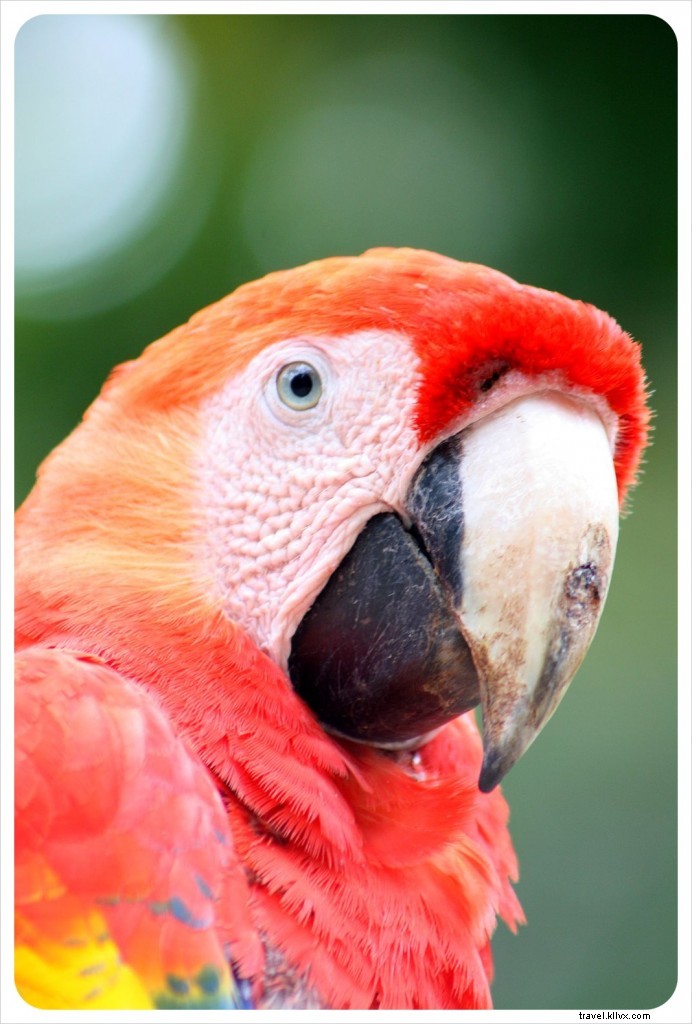 Beyond the Copán Maya Ruins: Unmissable Experiences in Copán Ruinas, Honduras