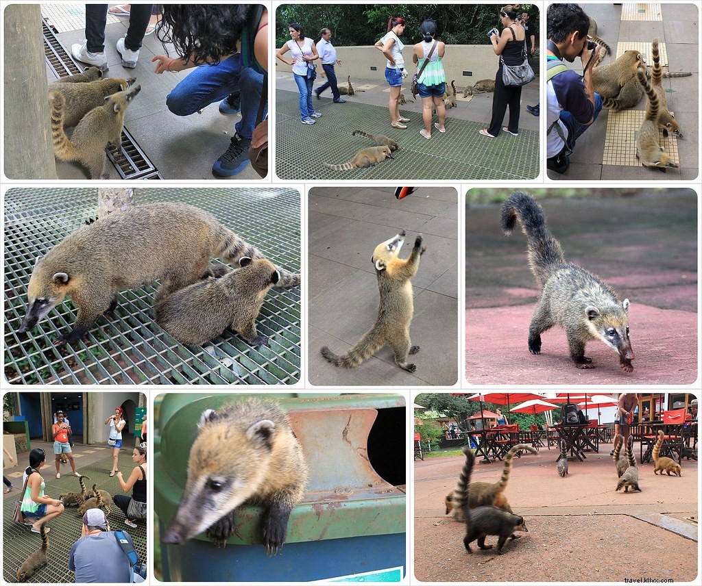 6 Surprising Truths About Visiting Iguazu Falls: Insider Tips from Seasoned Travelers