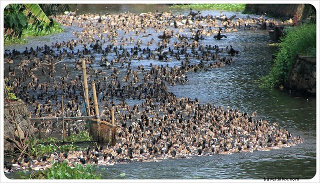 Kerala Backwaters Bliss: Our Unforgettable 3-Day Houseboat Cruise in India