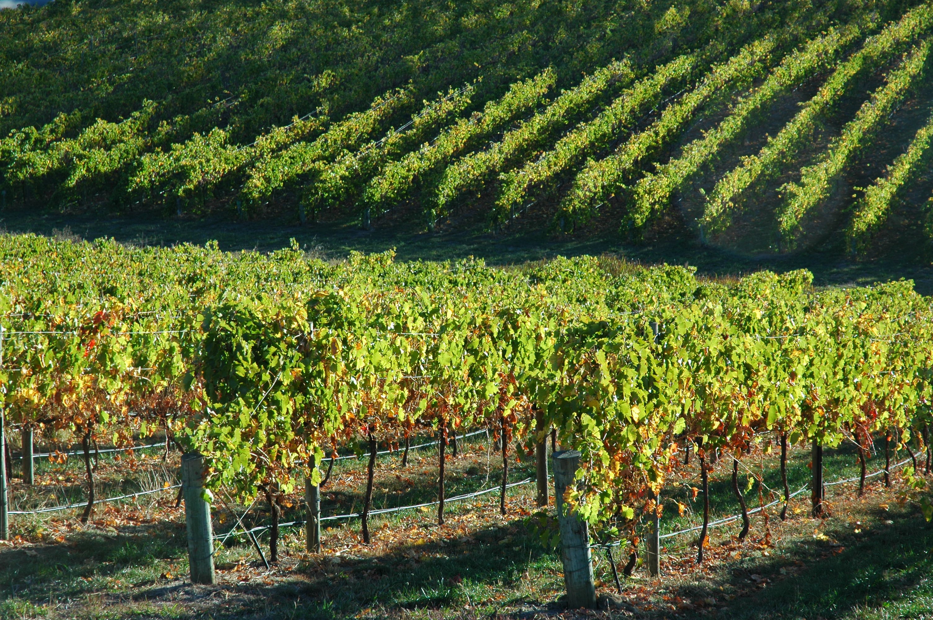 6 Must-Try Foods and Drinks in Australia: A Traveler s Essential Guide