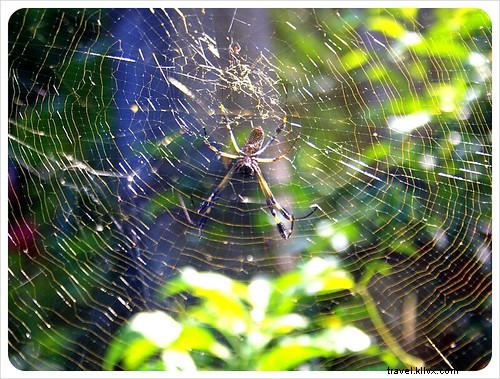 Biking Costa Rica s Caribbean Coast: Puerto Viejo to Manzanillo Guide
