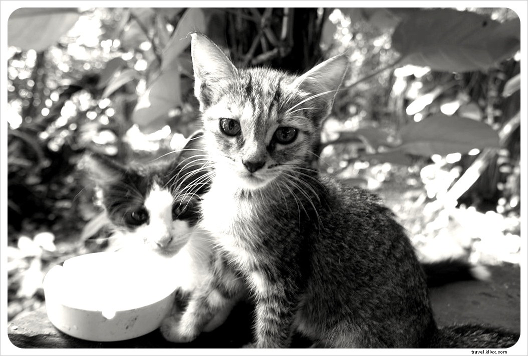 Valladolid, Mexico: The Yucatan s Charming Hidden Gem – A Traveler s Must-Visit Secret