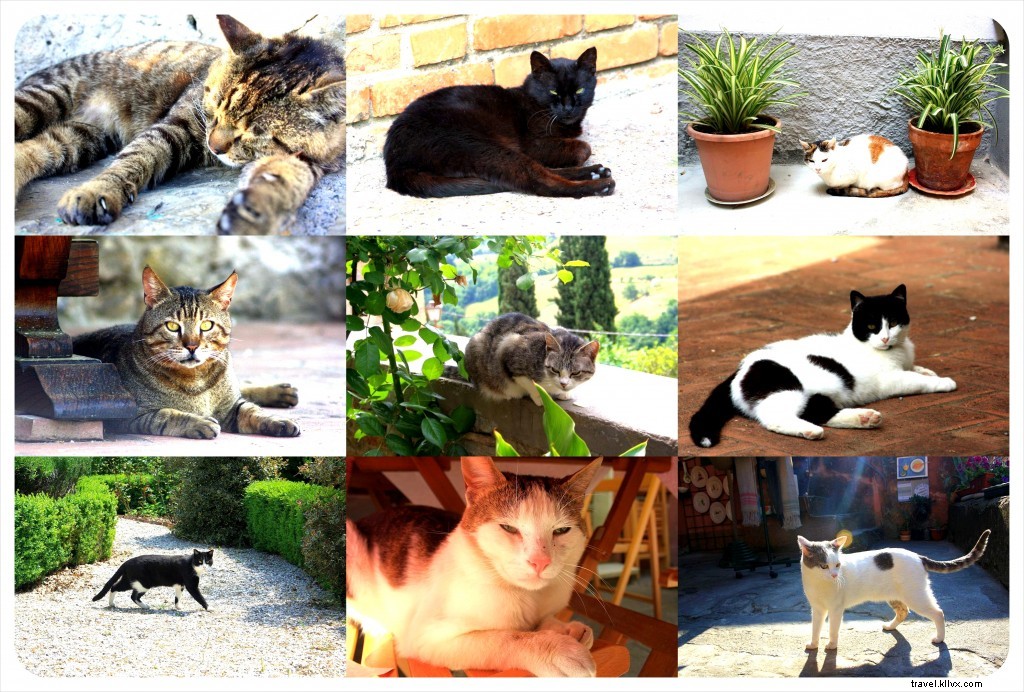 First Impressions of Italy: Cats, Coffee, and Tuscan Charms from Seasoned Travelers