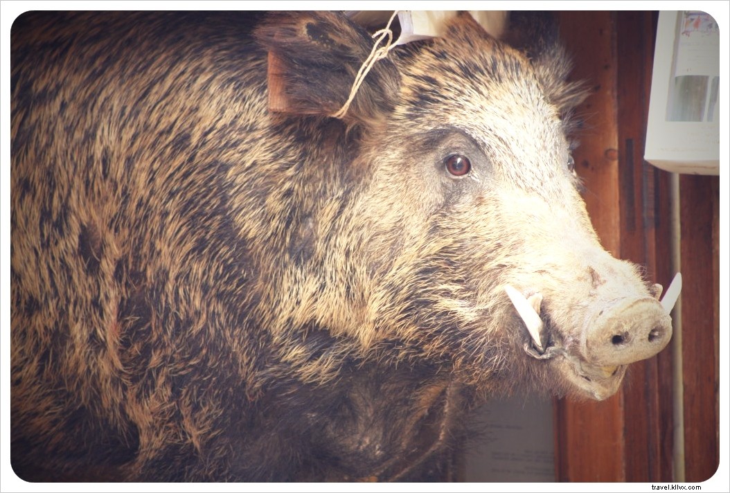 First Impressions of Italy: Cats, Coffee, and Tuscan Charms from Seasoned Travelers