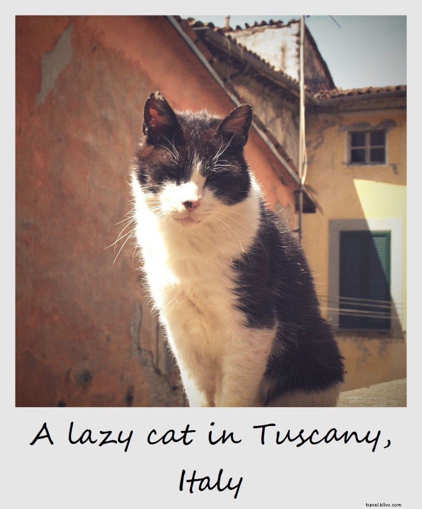 Polaroid of the Week: Lazy Cat Basking Under the Tuscan Sun, Italy