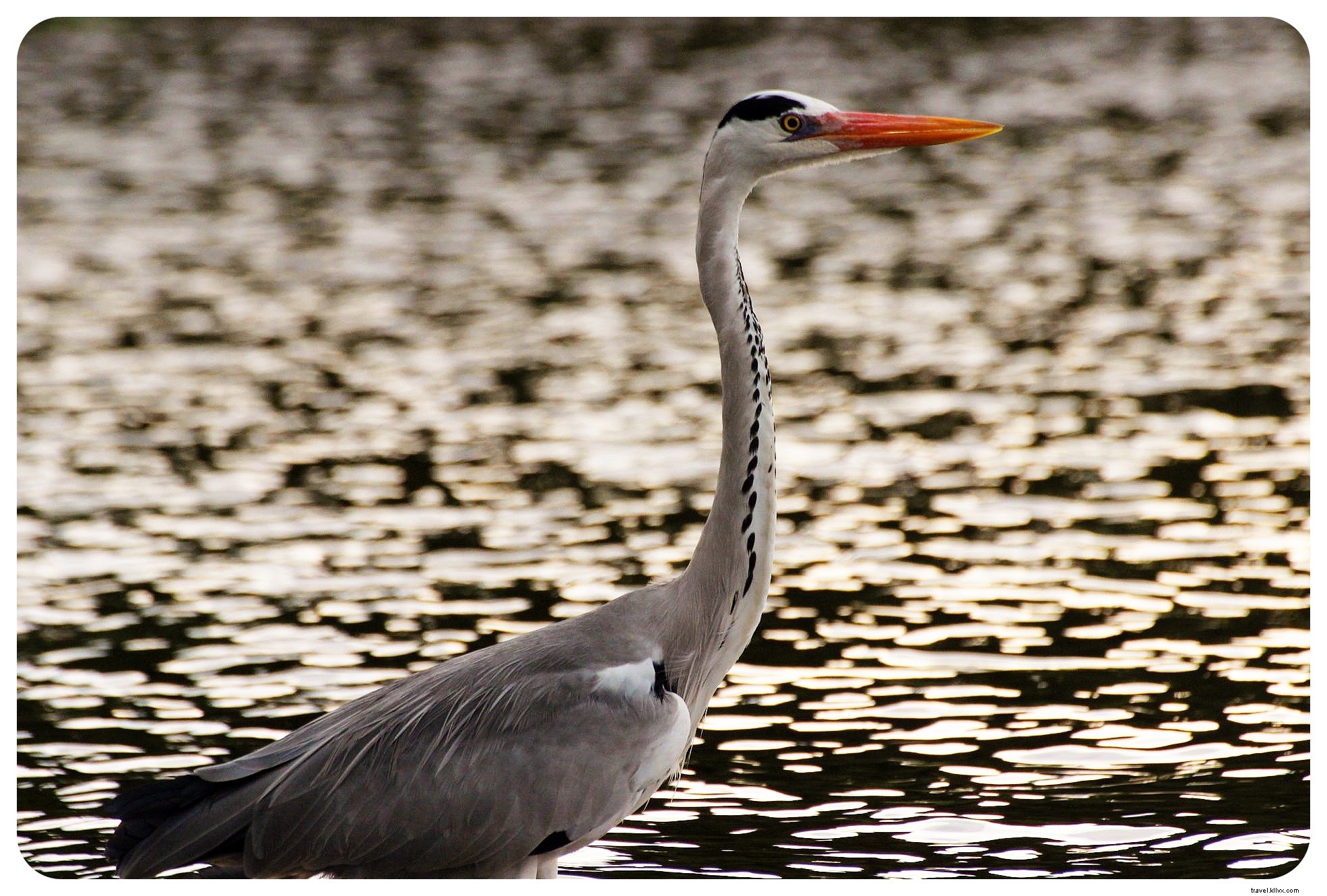 Top 5 Must-Visit Nature and Wildlife Areas in Israel