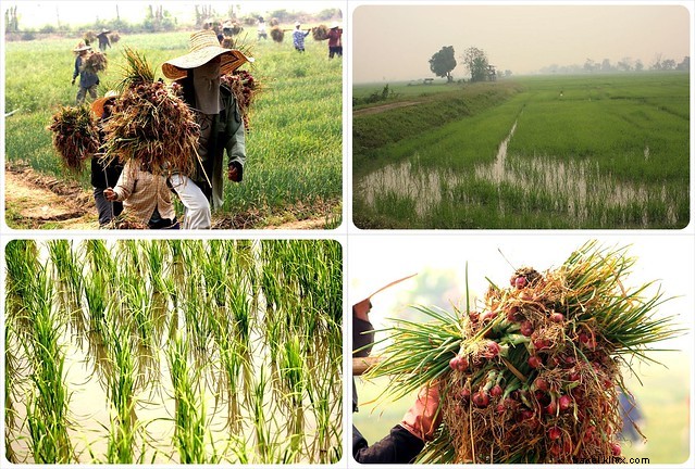 Discover Authentic Rural Thailand: SpiceRoads Cycling Tour in Chiang Mai s Lanna Countryside