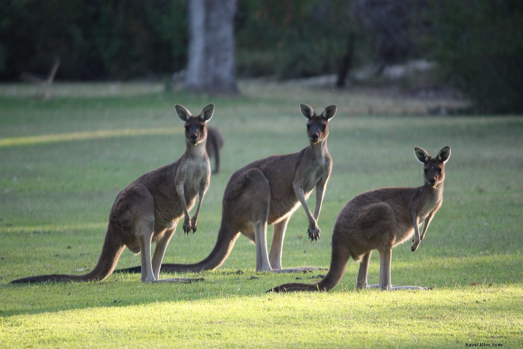 Why Visit Perth: Top 5 Reasons to Explore Australia s Most Isolated City