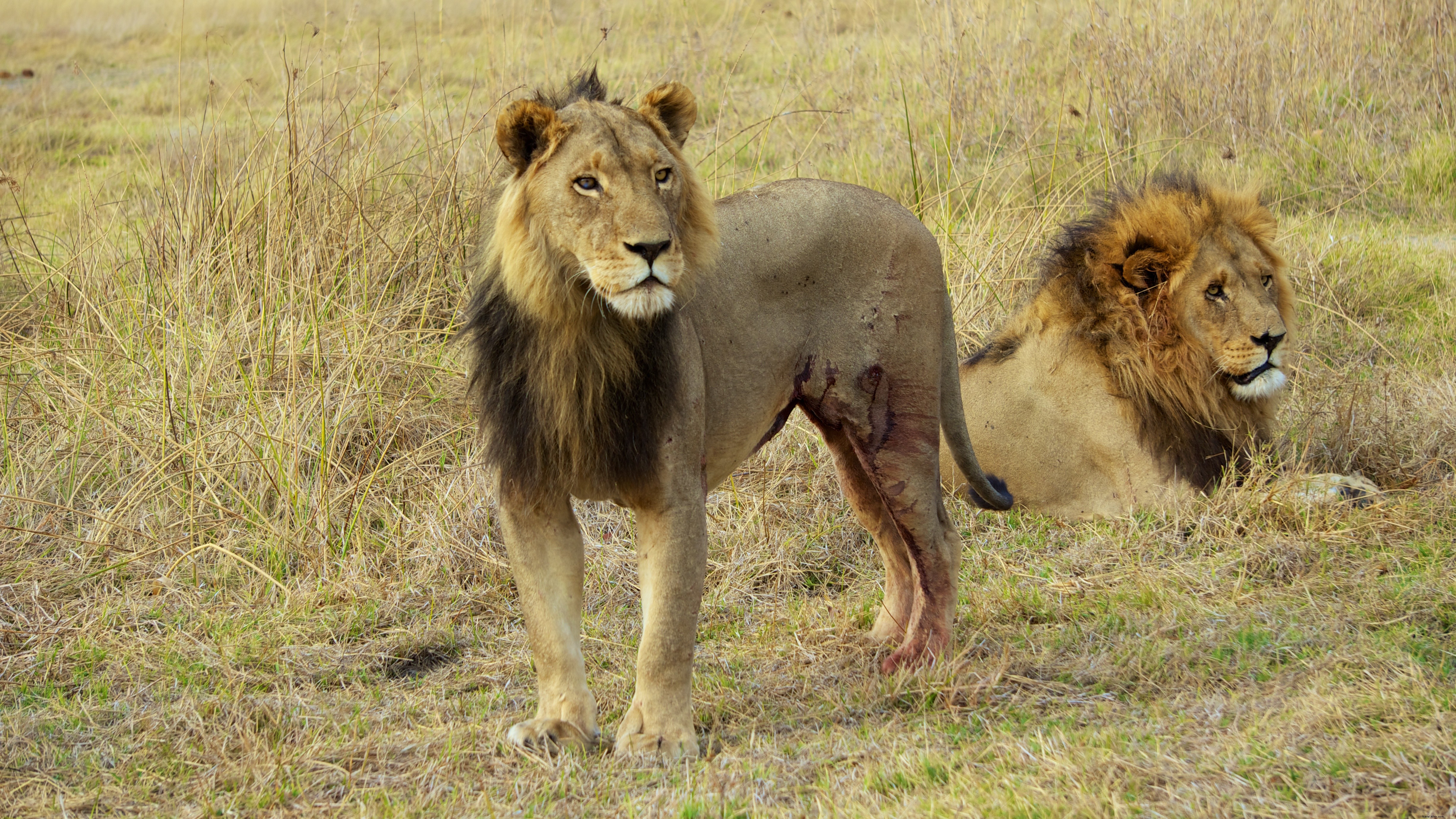 Top 5 Premier Destinations to See Big Cats in the Wild: Lions, Tigers, Leopards & More