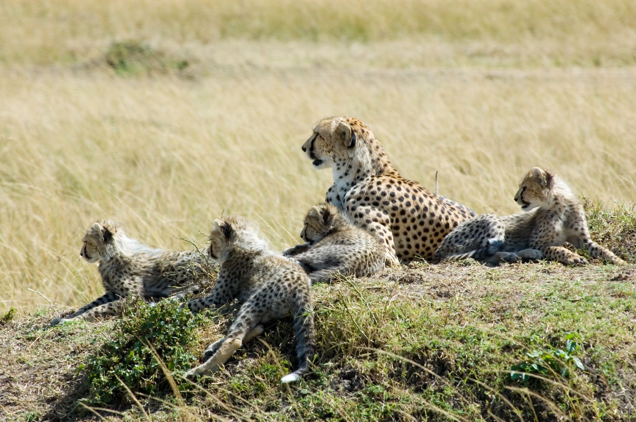 Top 5 Premier Destinations to See Big Cats in the Wild: Lions, Tigers, Leopards & More