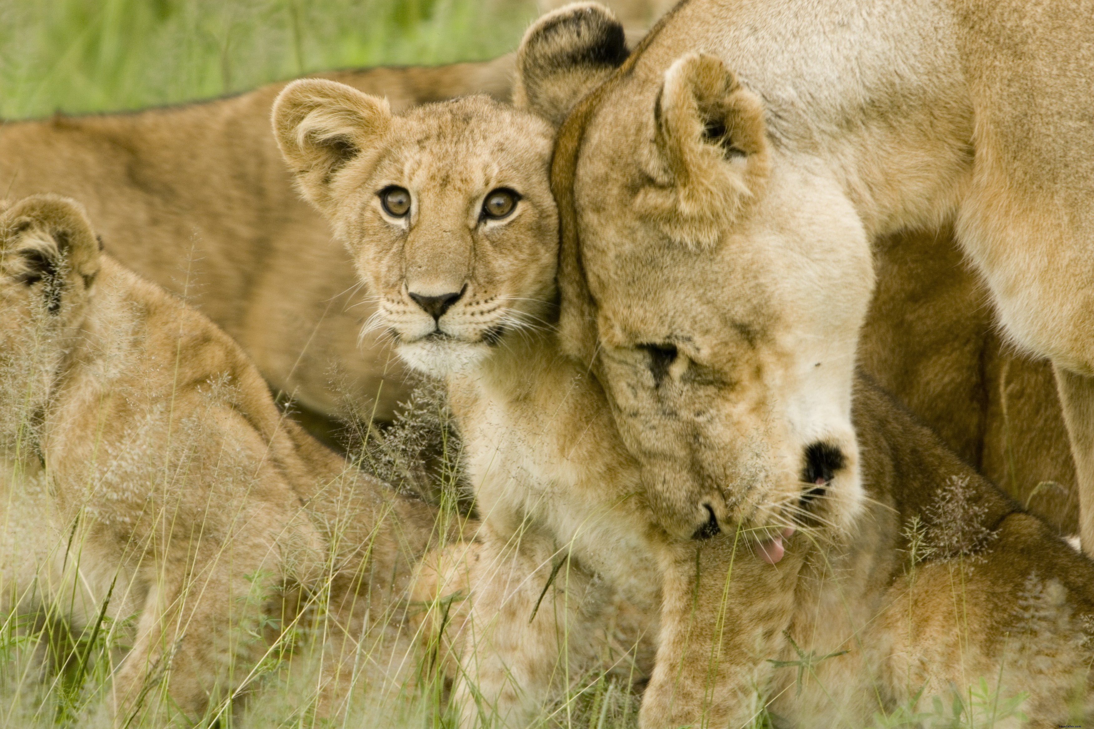 Top 5 Premier Destinations to See Big Cats in the Wild: Lions, Tigers, Leopards & More