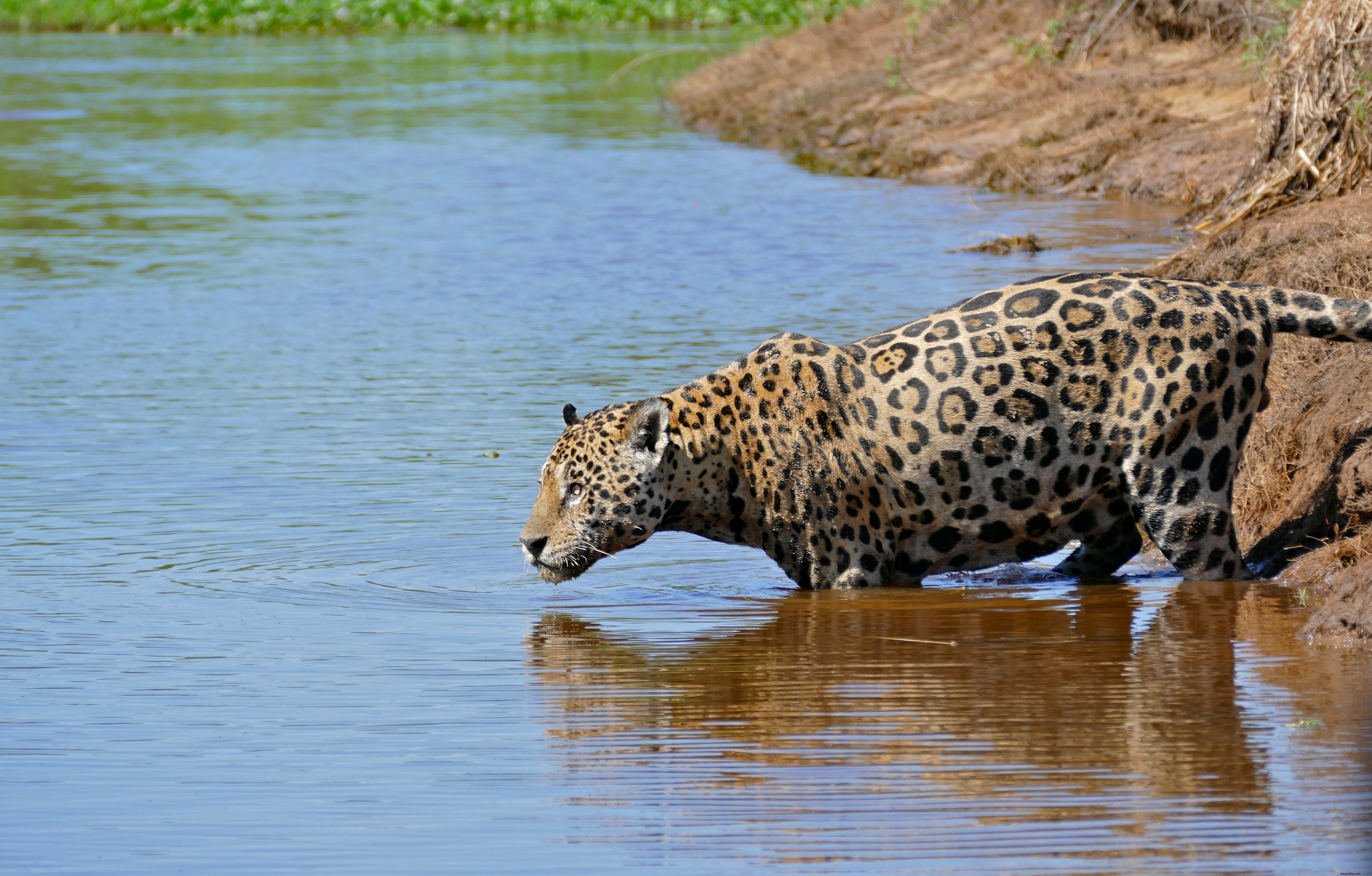 Top 5 Premier Destinations to See Big Cats in the Wild: Lions, Tigers, Leopards & More