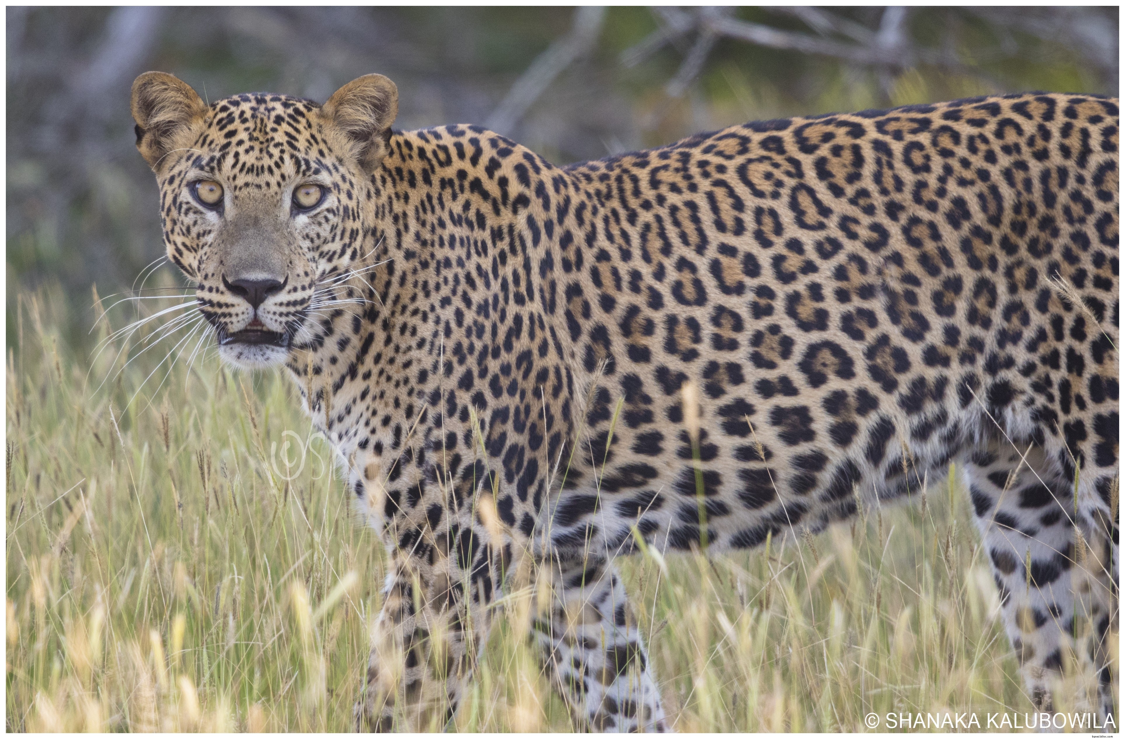 Top 5 Premier Destinations to See Big Cats in the Wild: Lions, Tigers, Leopards & More