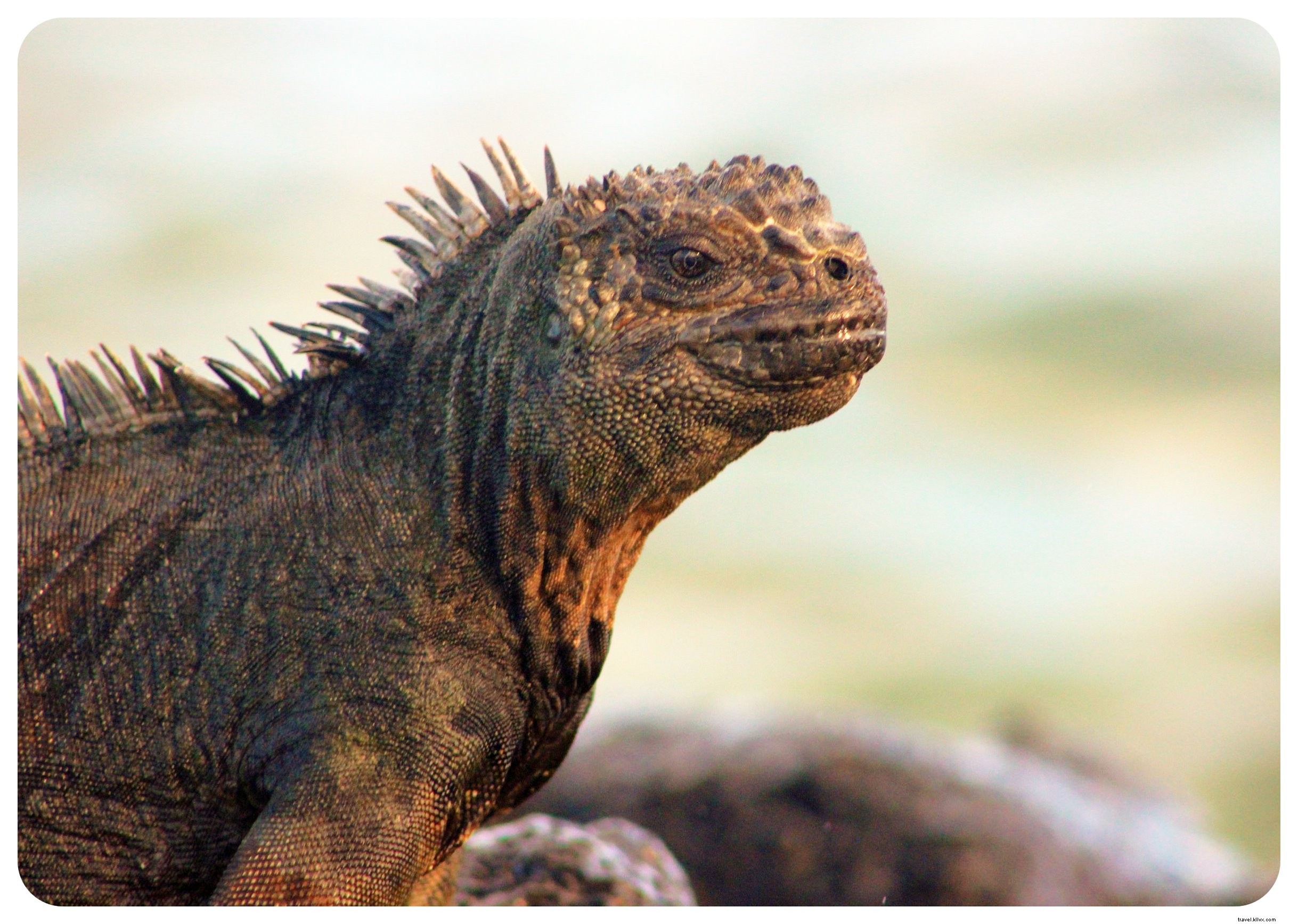 15 Essential Things to Know Before Visiting the Galápagos Islands