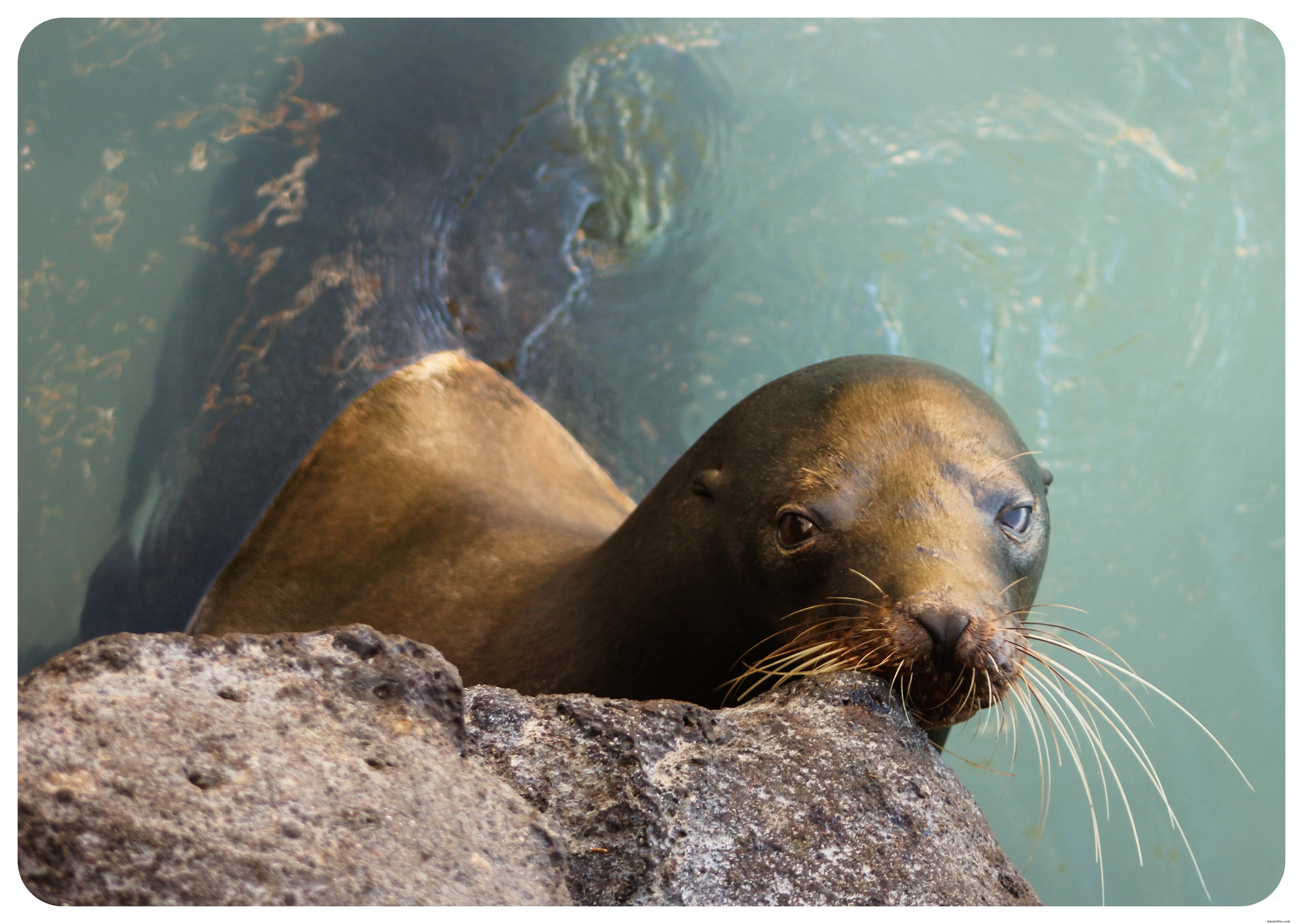 15 Essential Things to Know Before Visiting the Galápagos Islands